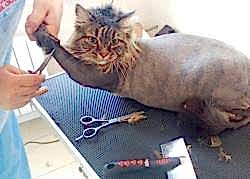 Дерматология