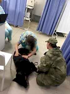 Наша задача следить за здоровьем четвероногих бойцов Наша задача следить за здоровьем четвероногих бойцов